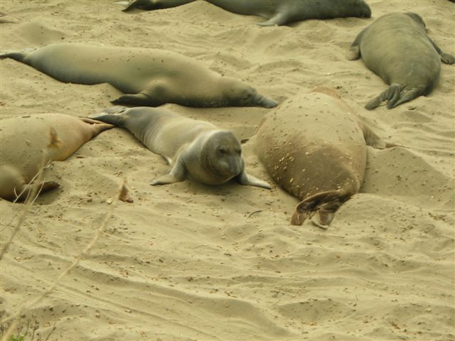 Another Shot of Elephant Seals.JPG